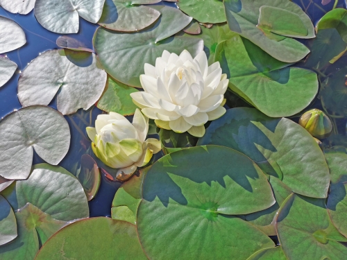 Seerose - Nymphaea Gonnere